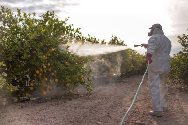 Best Affordable Pest Control Services  in Pioneer, CA
