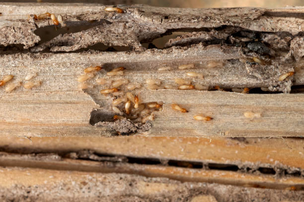 Best Local Pest Control Services  in Pioneer, CA